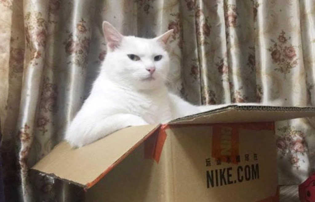 cat